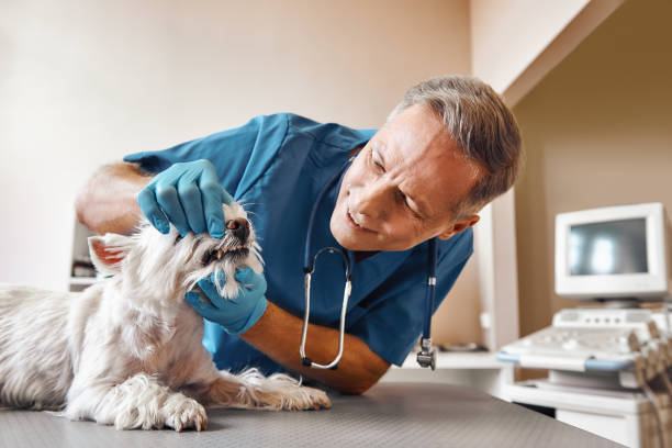 Best Same-Day Emergency Dental Services in Marion, IA